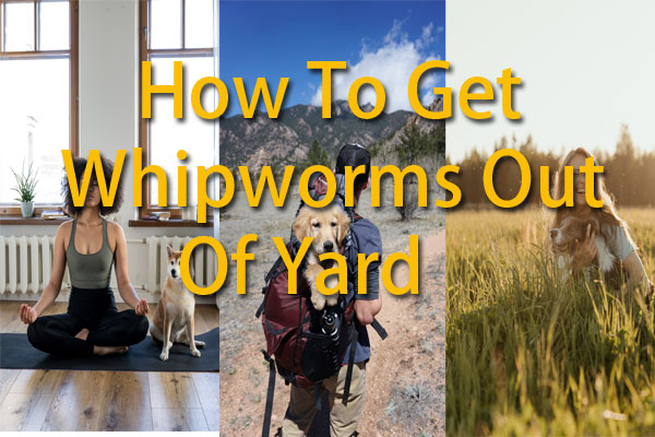 How To Get Whipworms Out Of Yard And Paved Surface