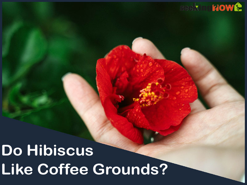 A definitive Answered - Do Hibiscus Like Coffee Grounds