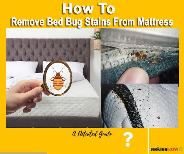 How To Remove Bed Bug Stains From Mattress