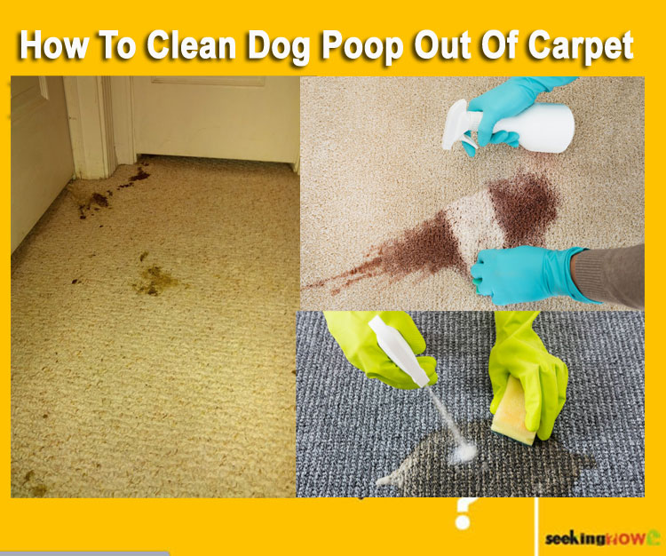 How To Clean Dog Poop Out Of Carpet