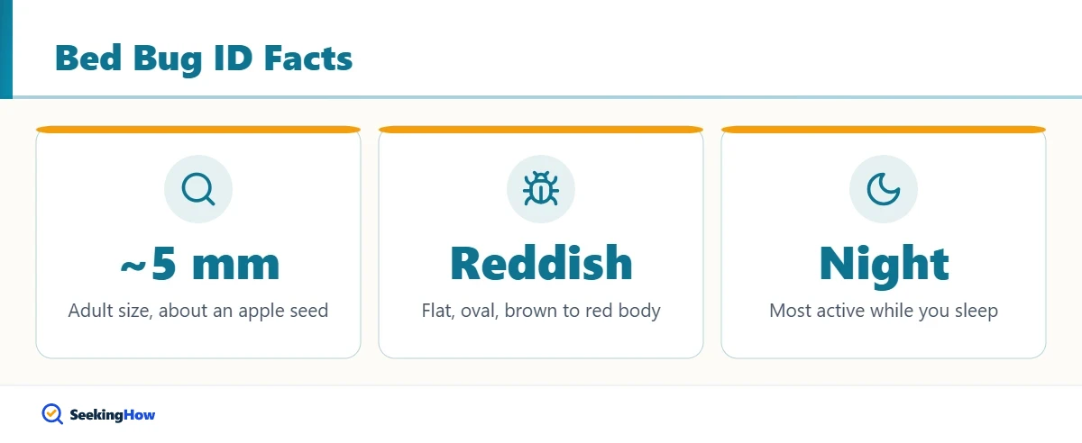 Bed bug identification facts for checking for bed bugs