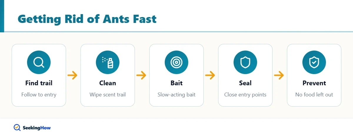 Process for how to get rid of ants in the house quickly