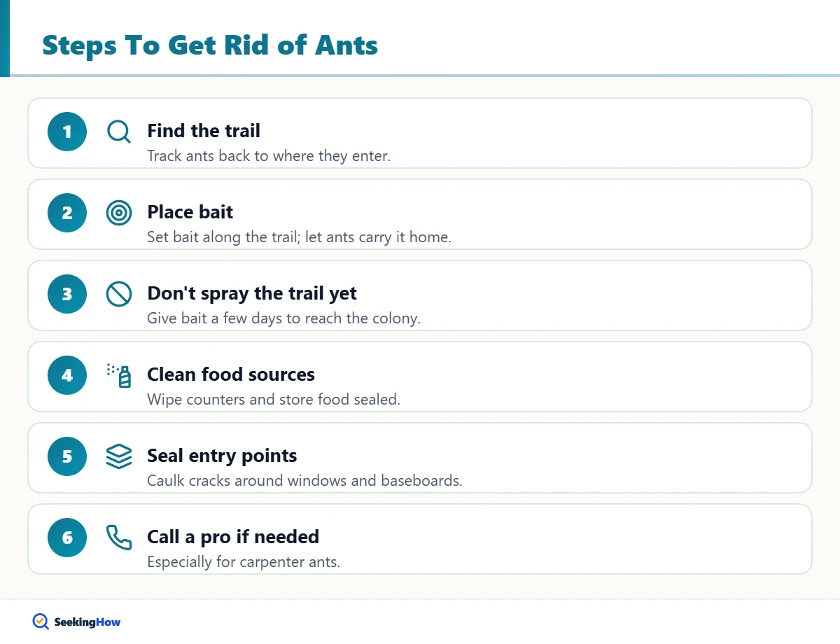 Step-by-step infographic on how to get rid of ants in the house