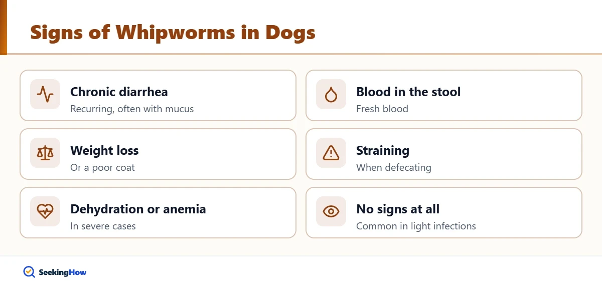 Signs of whipworms in dogs